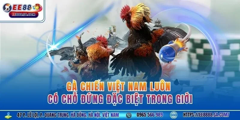 Gà chiến Việt Nam luôn có chỗ đứng đặc biệt trong giới